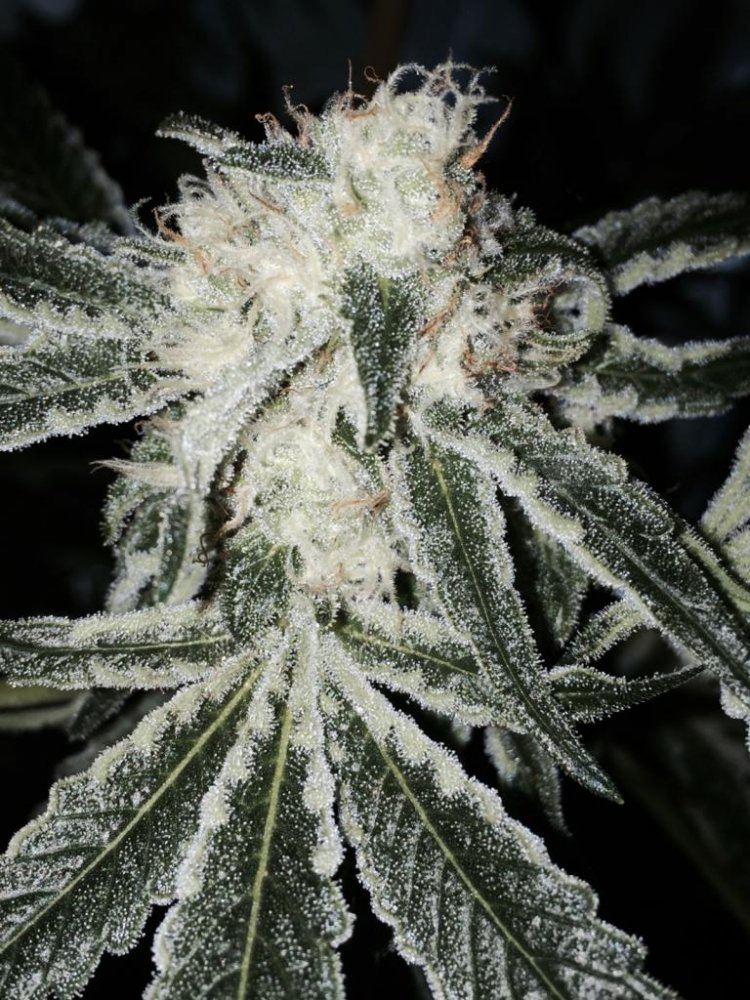 Devils Frost