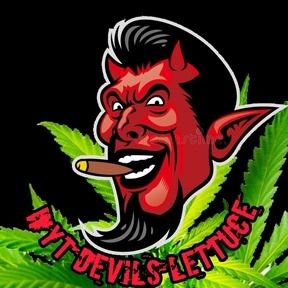 Devils lettuce