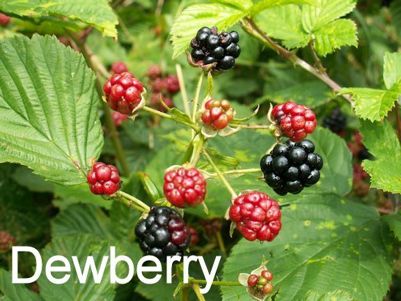 DewBerry