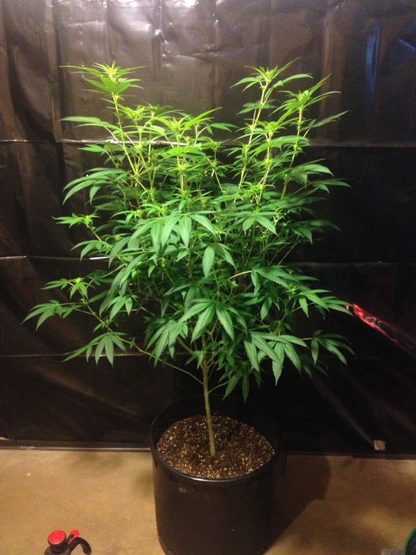 Df1