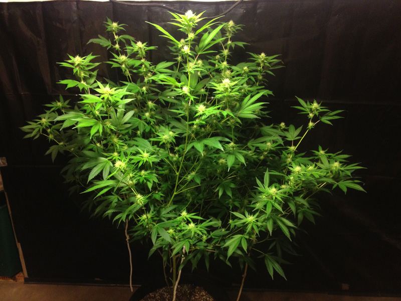 Df1