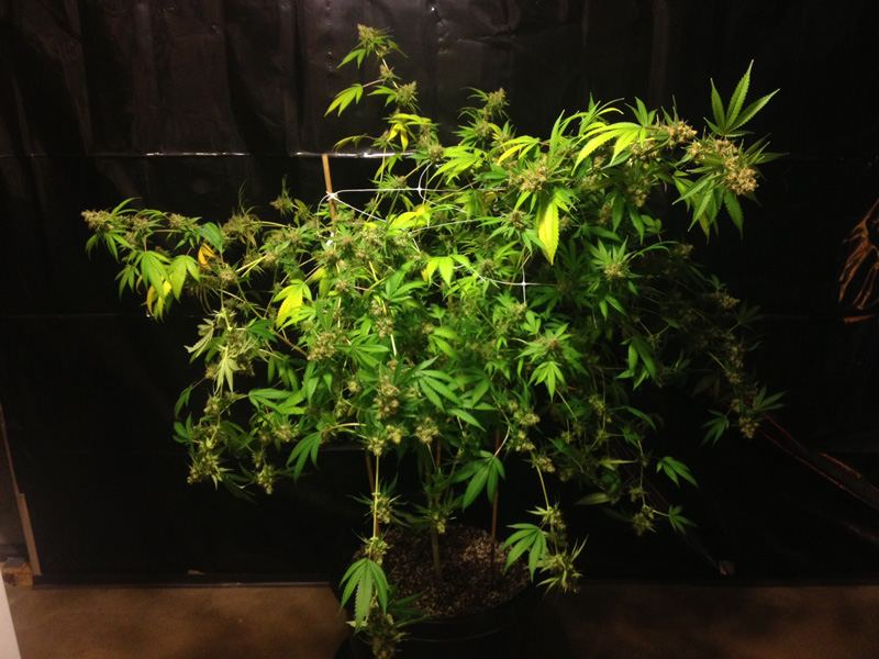 Df1