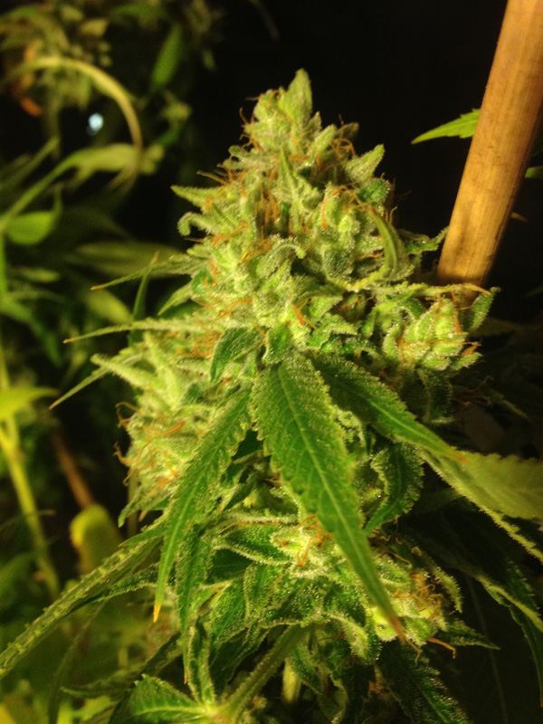 Df1