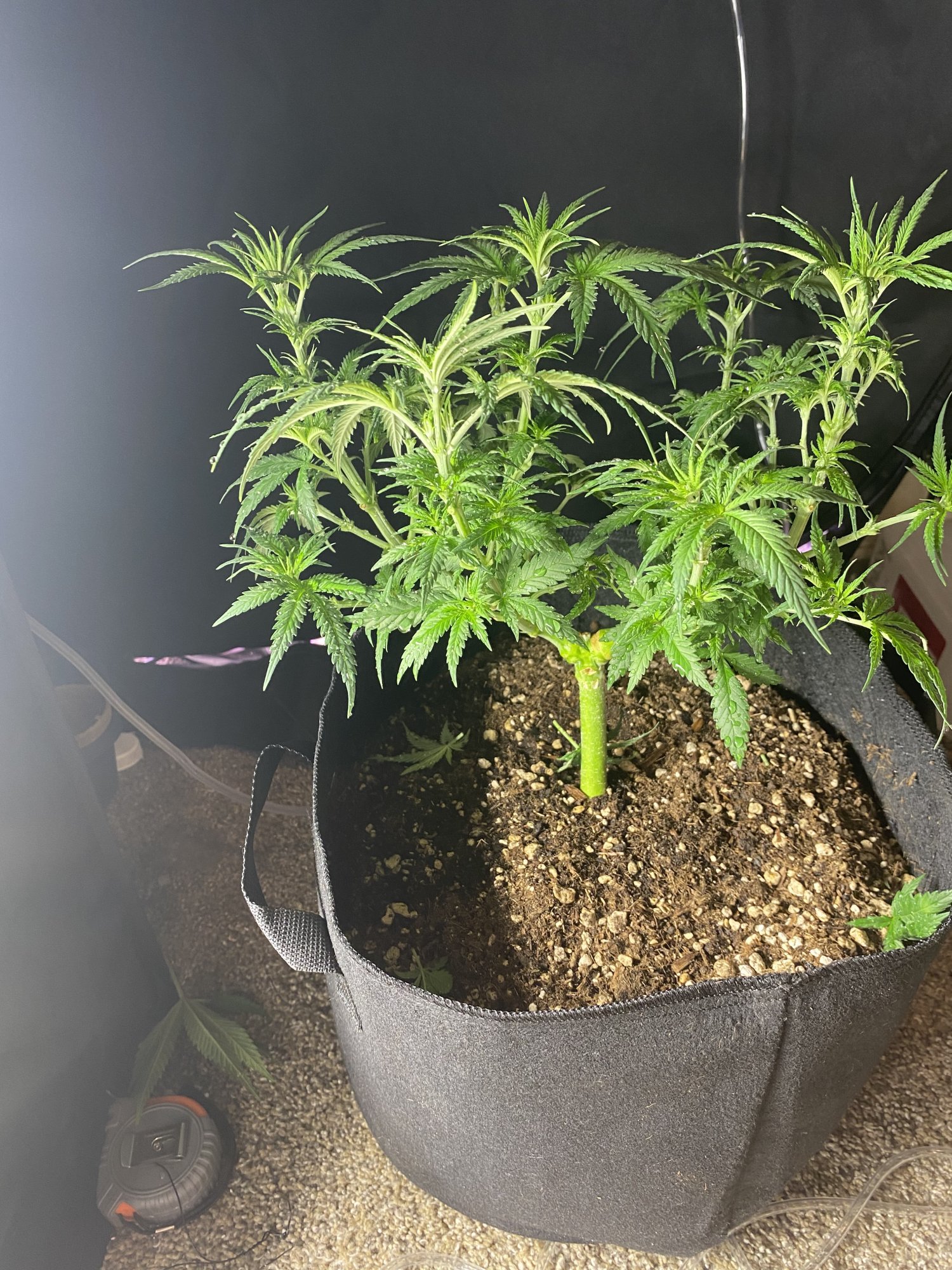 Df1