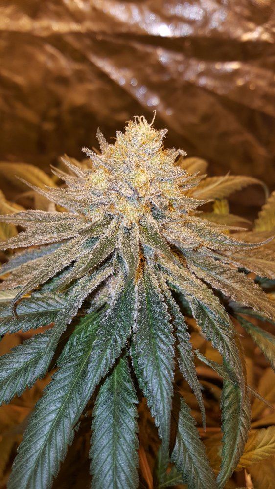 DG pineapple skunk