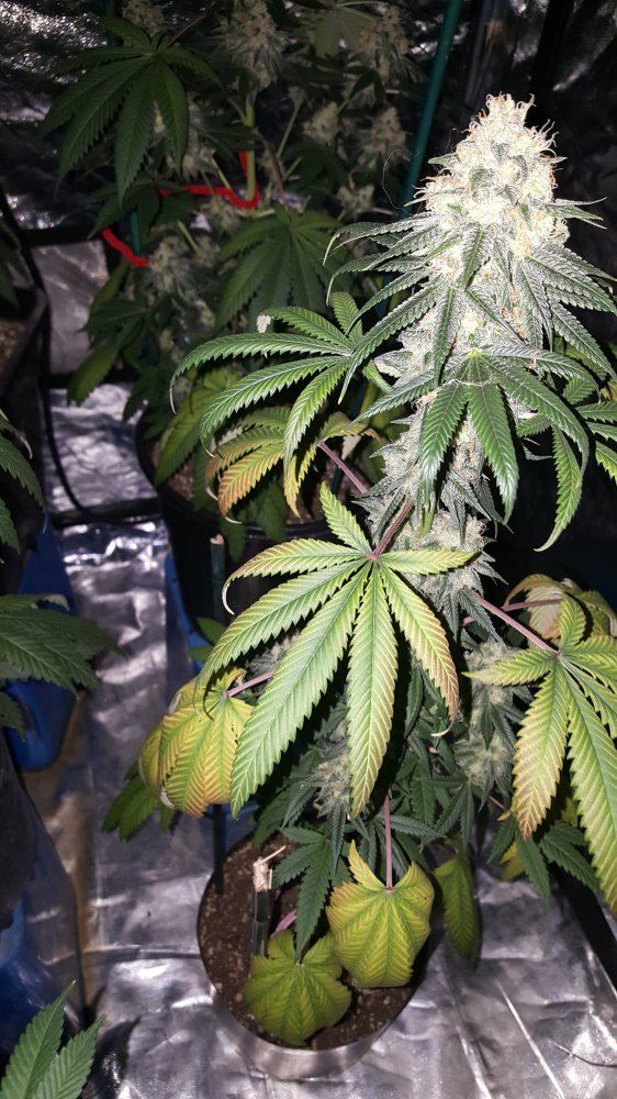 DG Pineapple skunk
