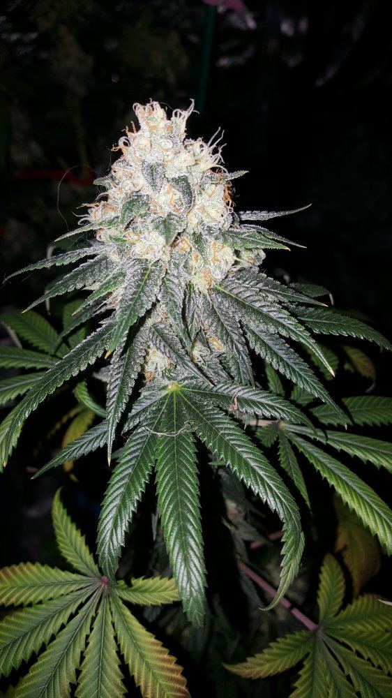 DG2