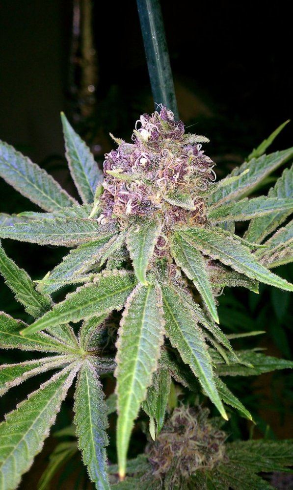 Dgds purple thread 11
