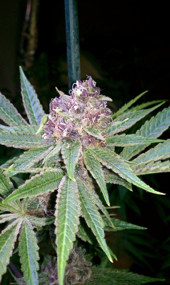 Dgds purple thread 15