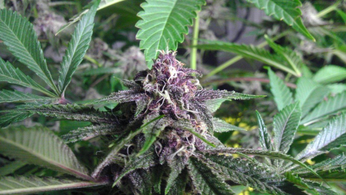 Dgds purple thread 2