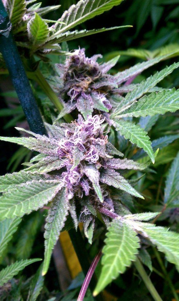 Dgds purple thread 4