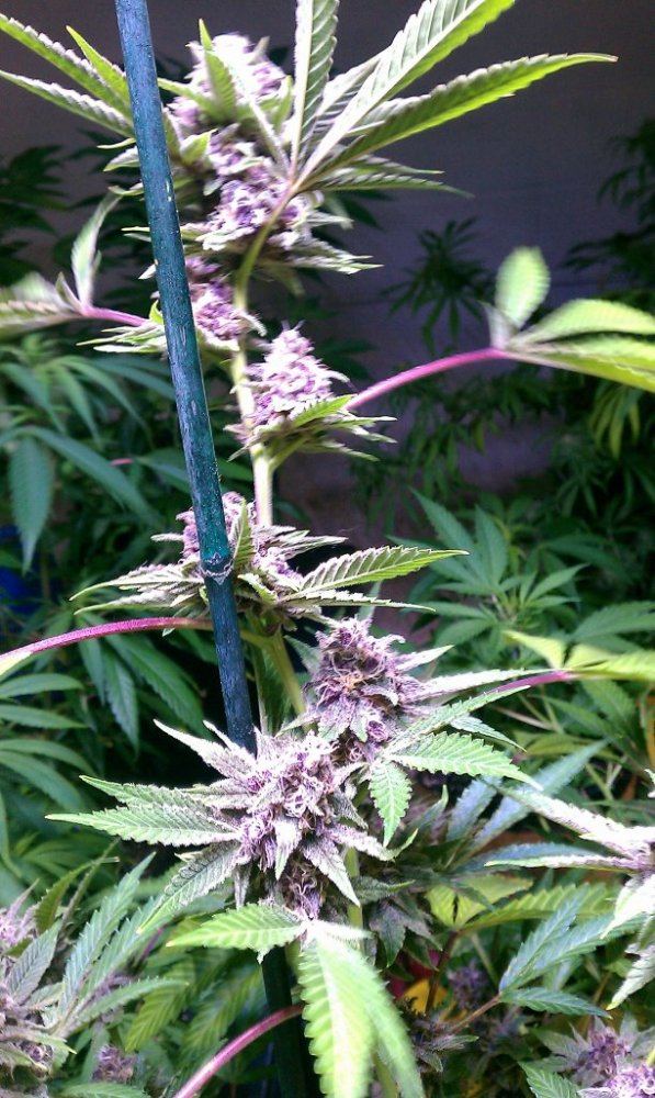 Dgds purple thread 5