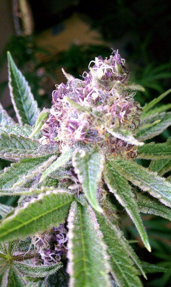 Dgds purple thread 7