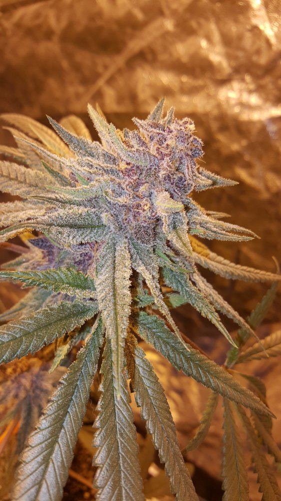 DGpineapple skunk