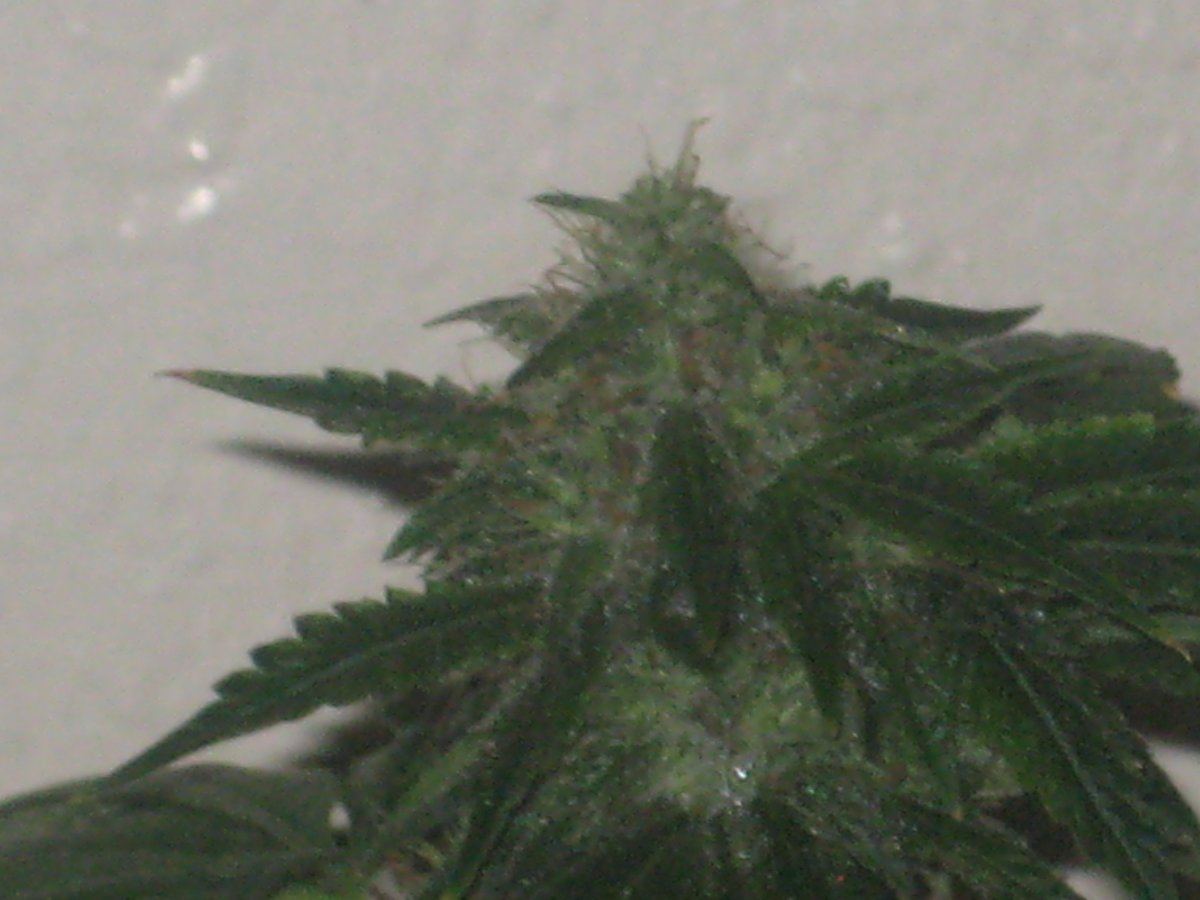 Dh1 day40f a