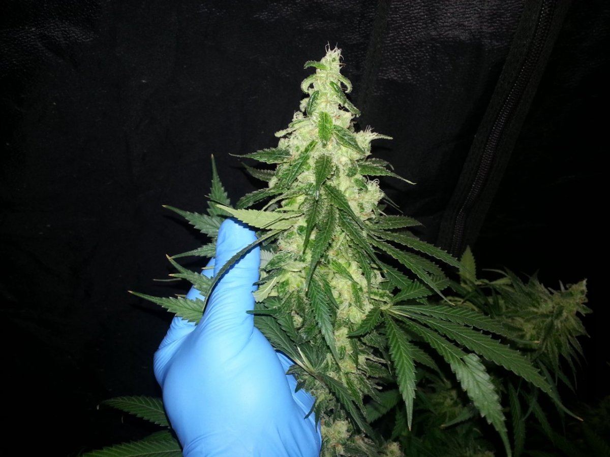 Dh28wk