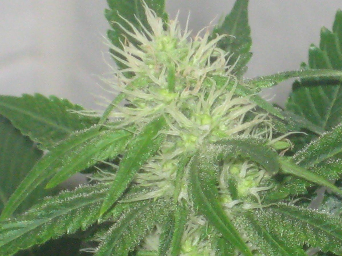 Dh3 day28f a