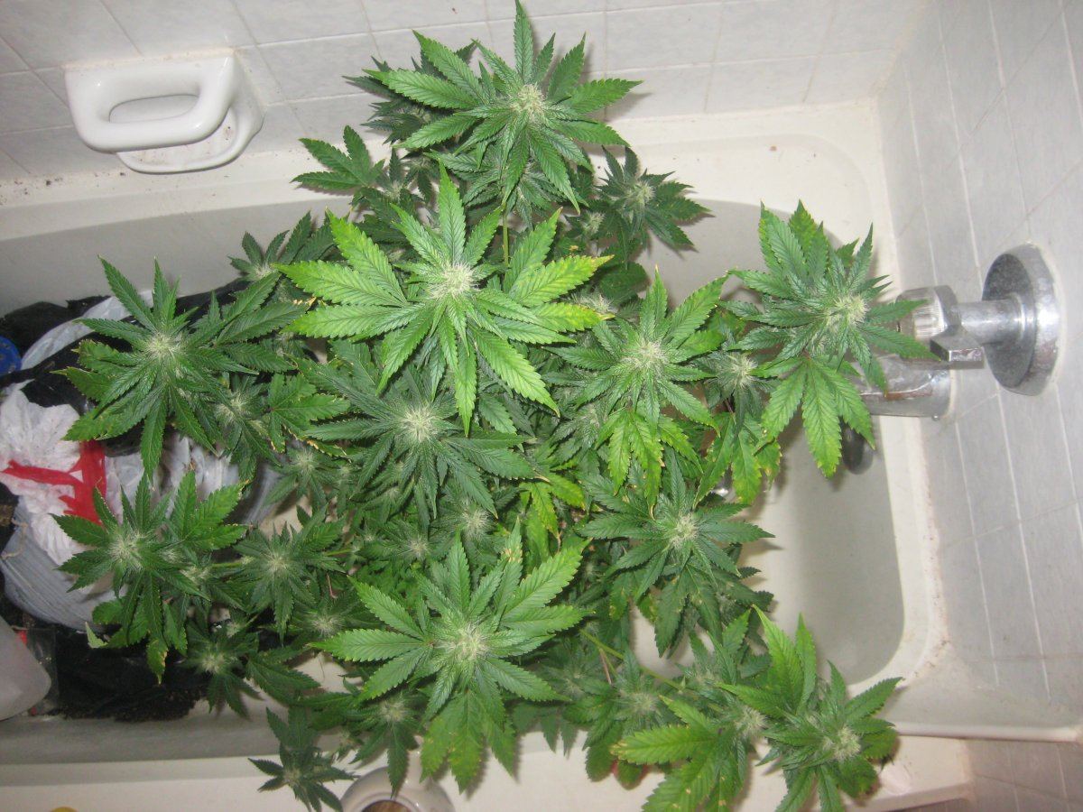 Dh3 day31f c