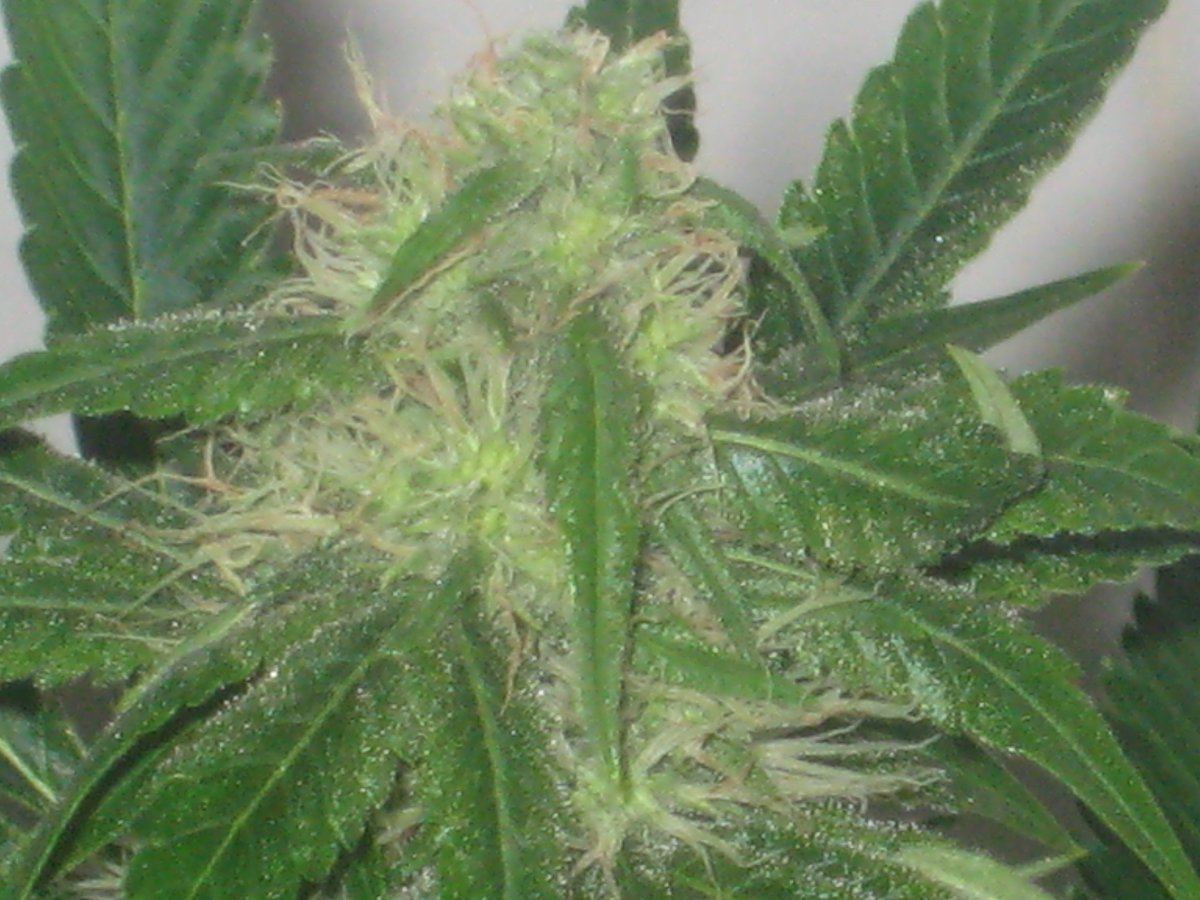 Dh3 day32f a