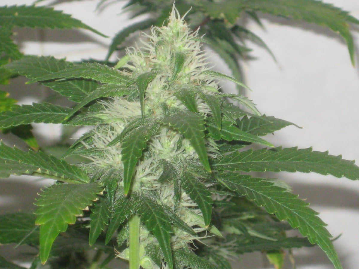 Dh3 day35f a