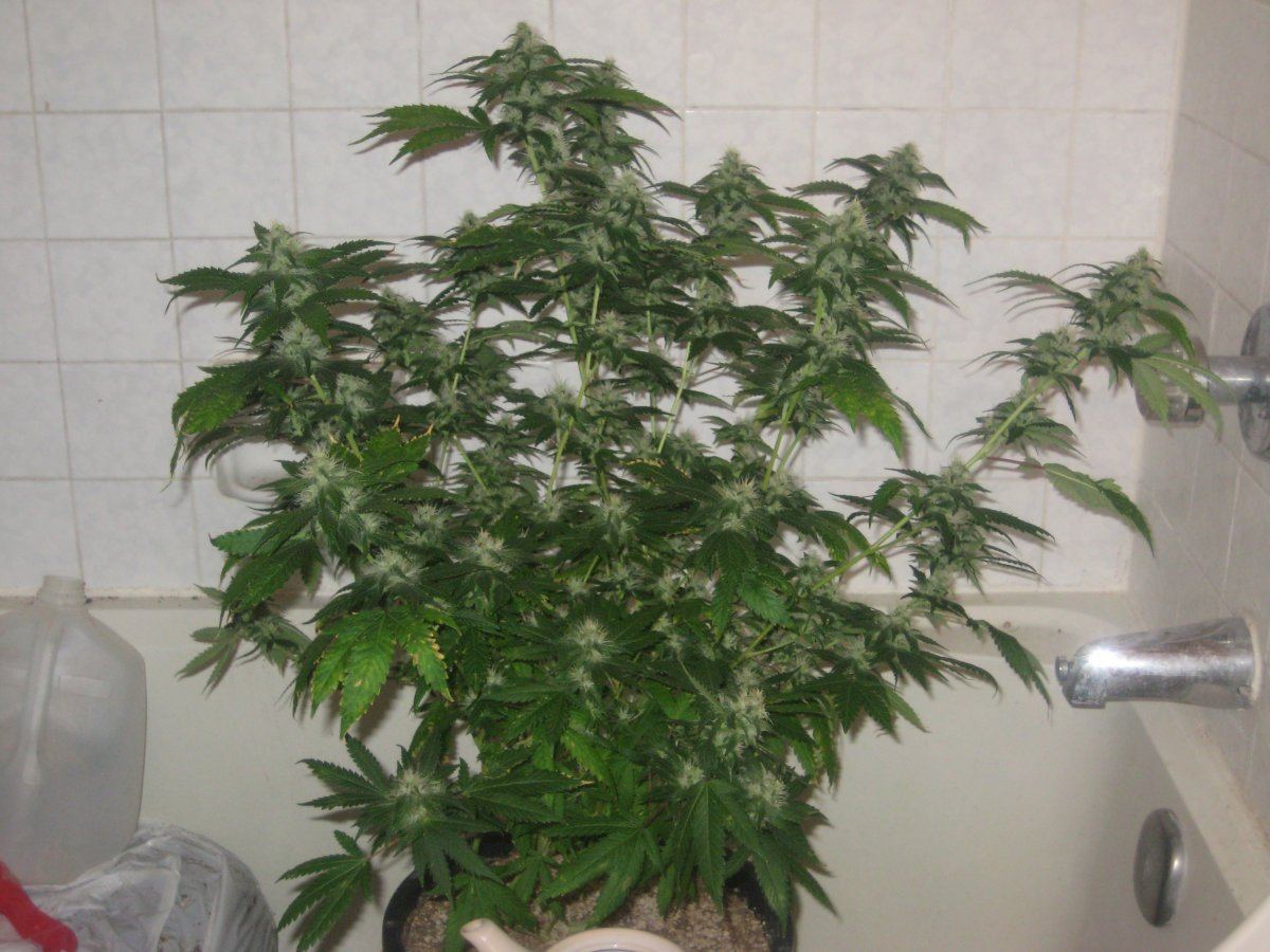 Dh3 day35f c