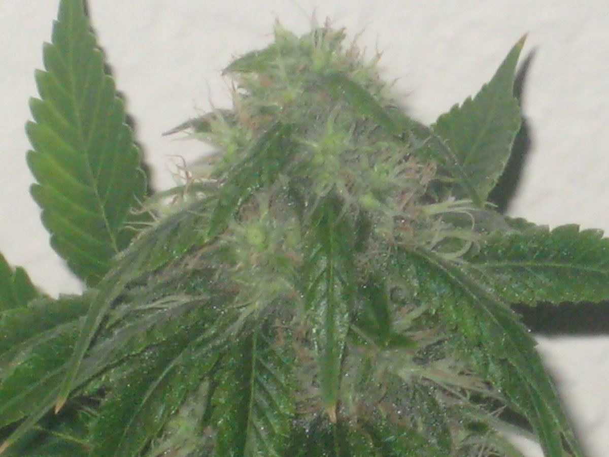Dh3 day40f a