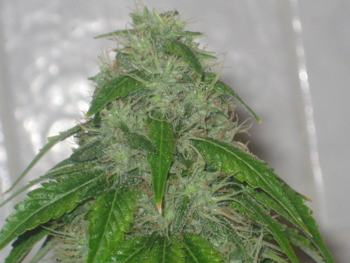 Dh3 day48f a