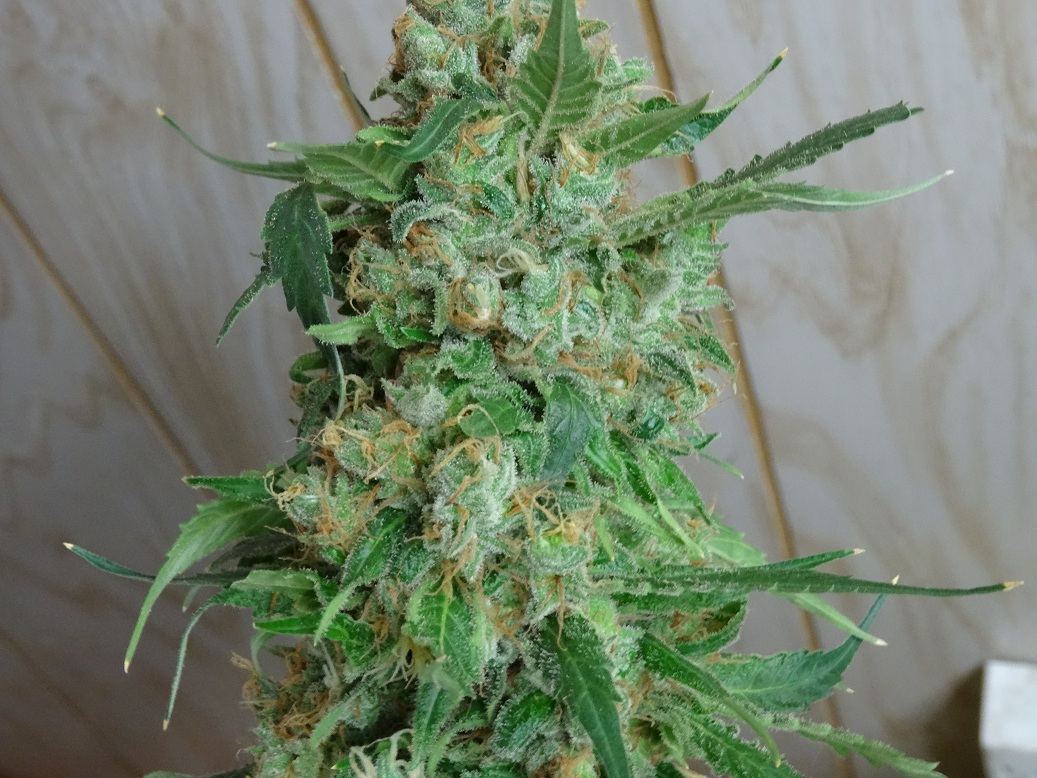 DH3