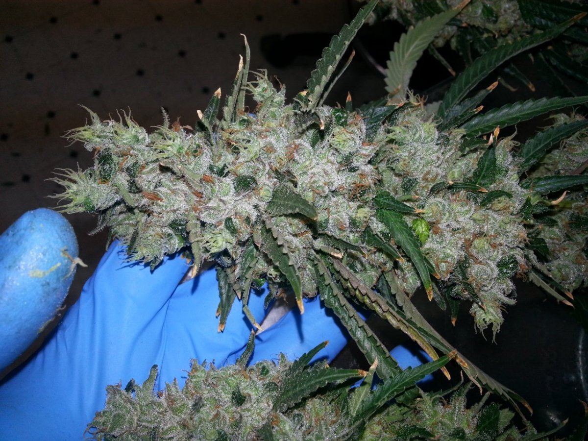 Dh4 cola