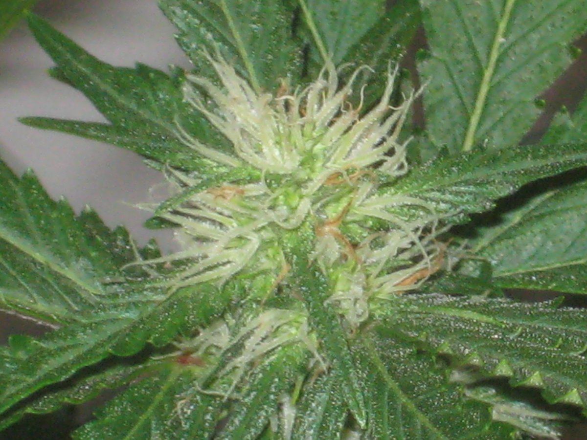 Dh4 day31f a