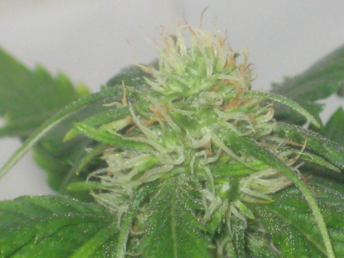 Dh4 day32f a
