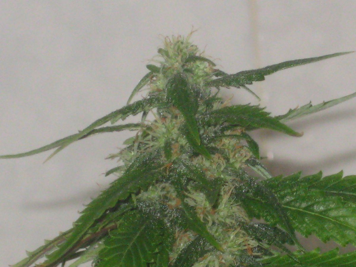 Dh4 day48f a