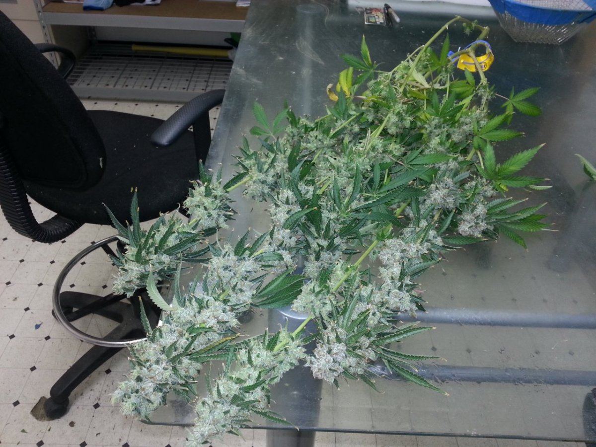 DH4 harvest