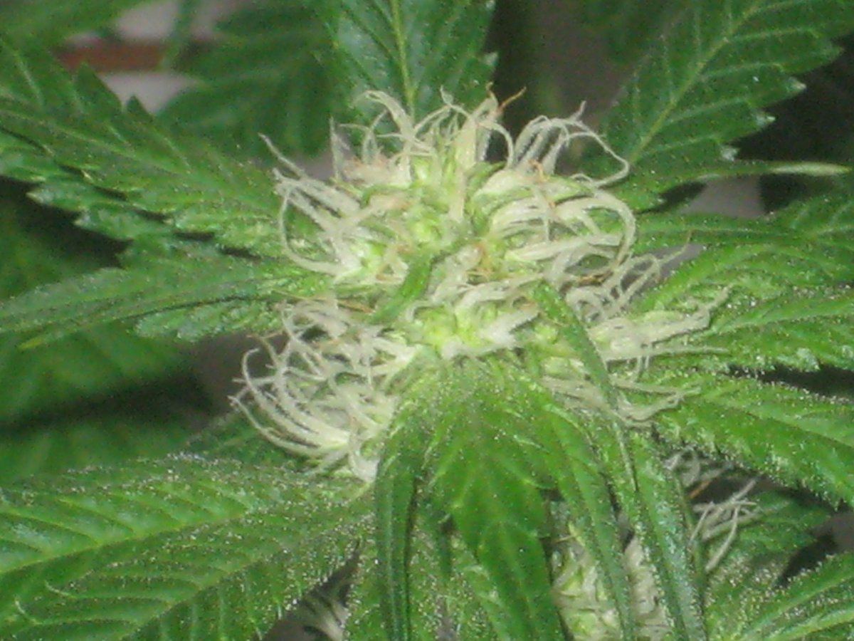 Dh6 day28f a