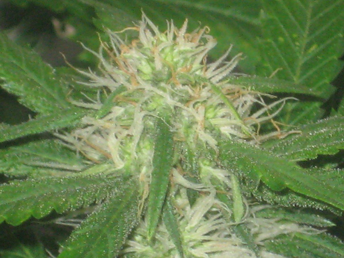 Dh6 day32f a
