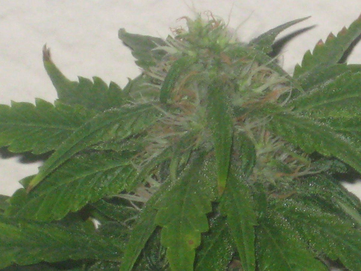 Dh6 day40f a