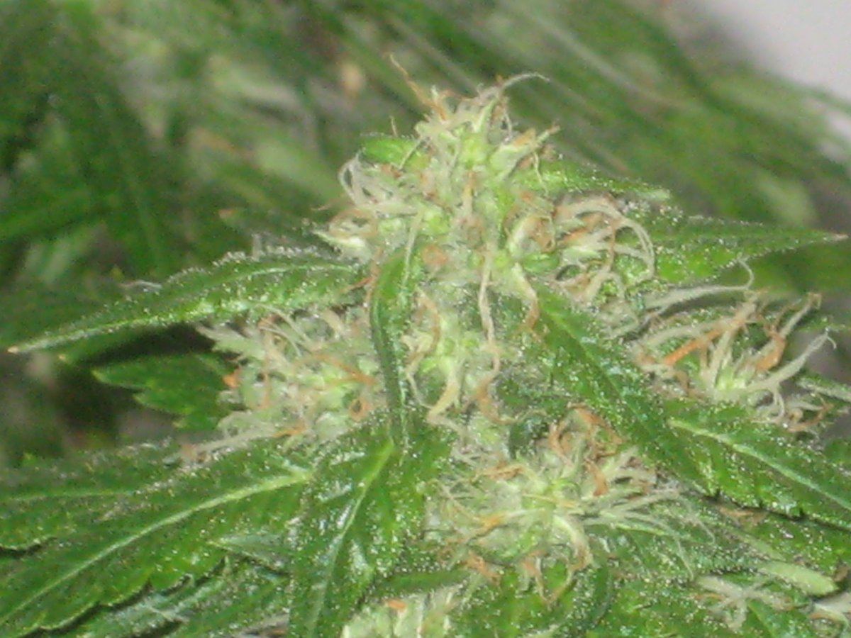 Dh6 day48f a