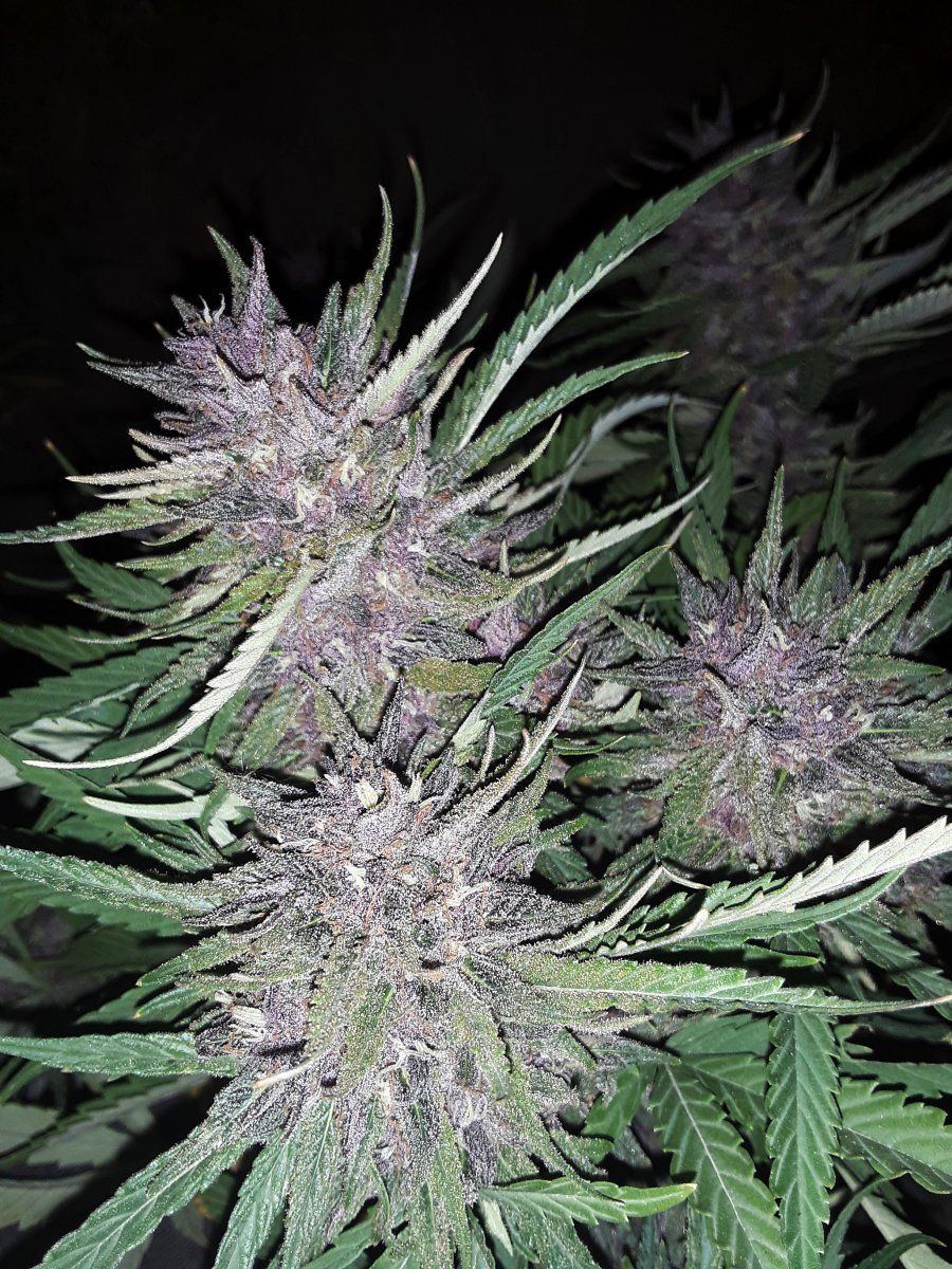 DHSFF 11110000