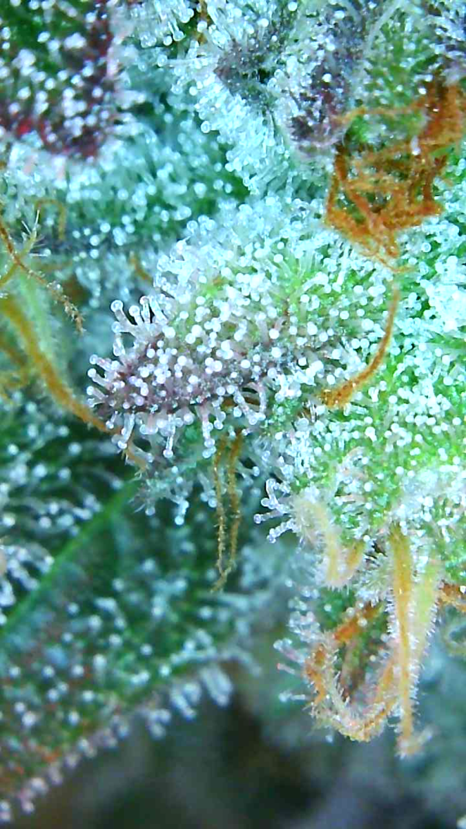 DI trichome 042425