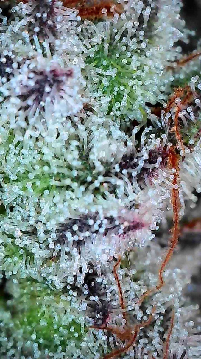 DI trichome 050925C