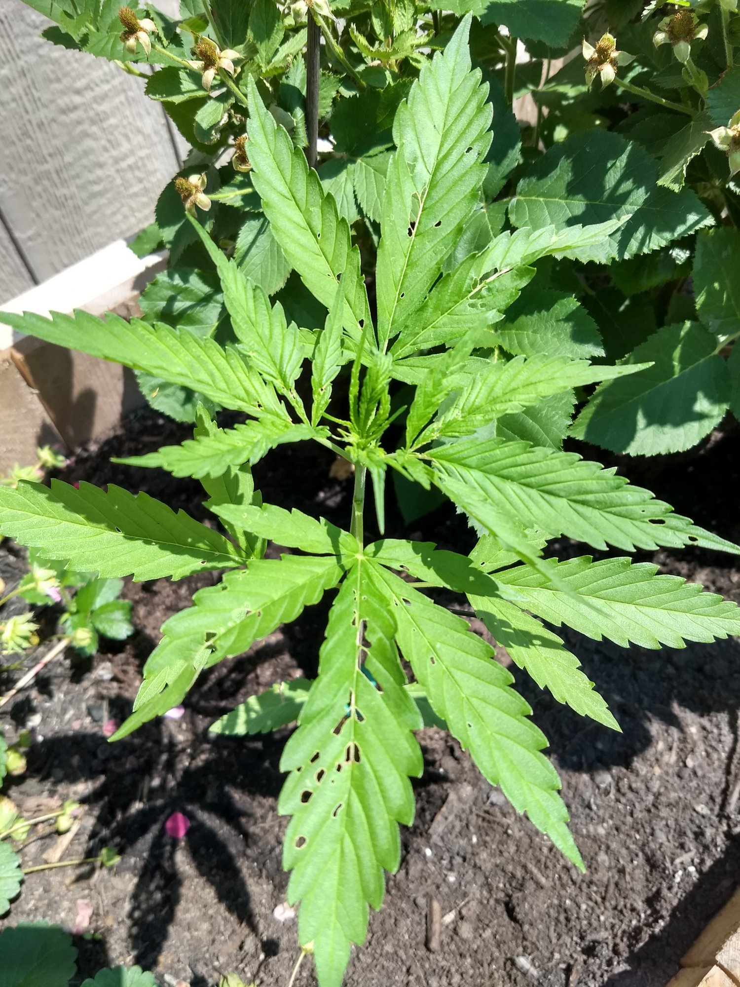 Diagnose my plants issue