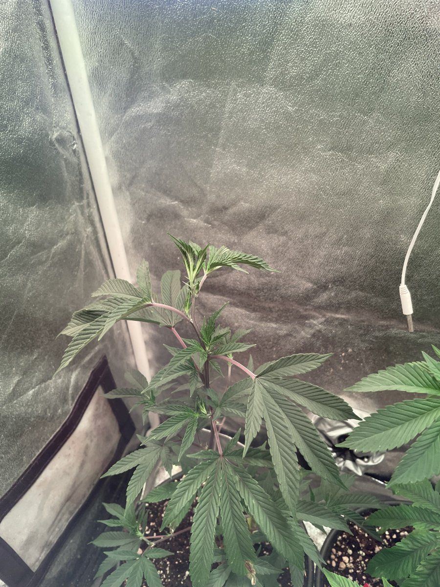 Diagnosing twisted new growth no coloring 3