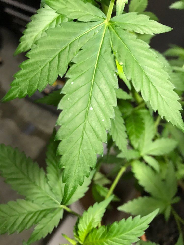 Diagnosis for silver marks on leaves 3