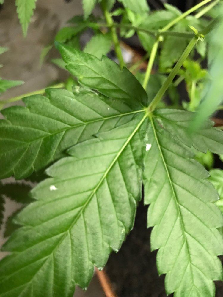 Diagnosis for silver marks on leaves