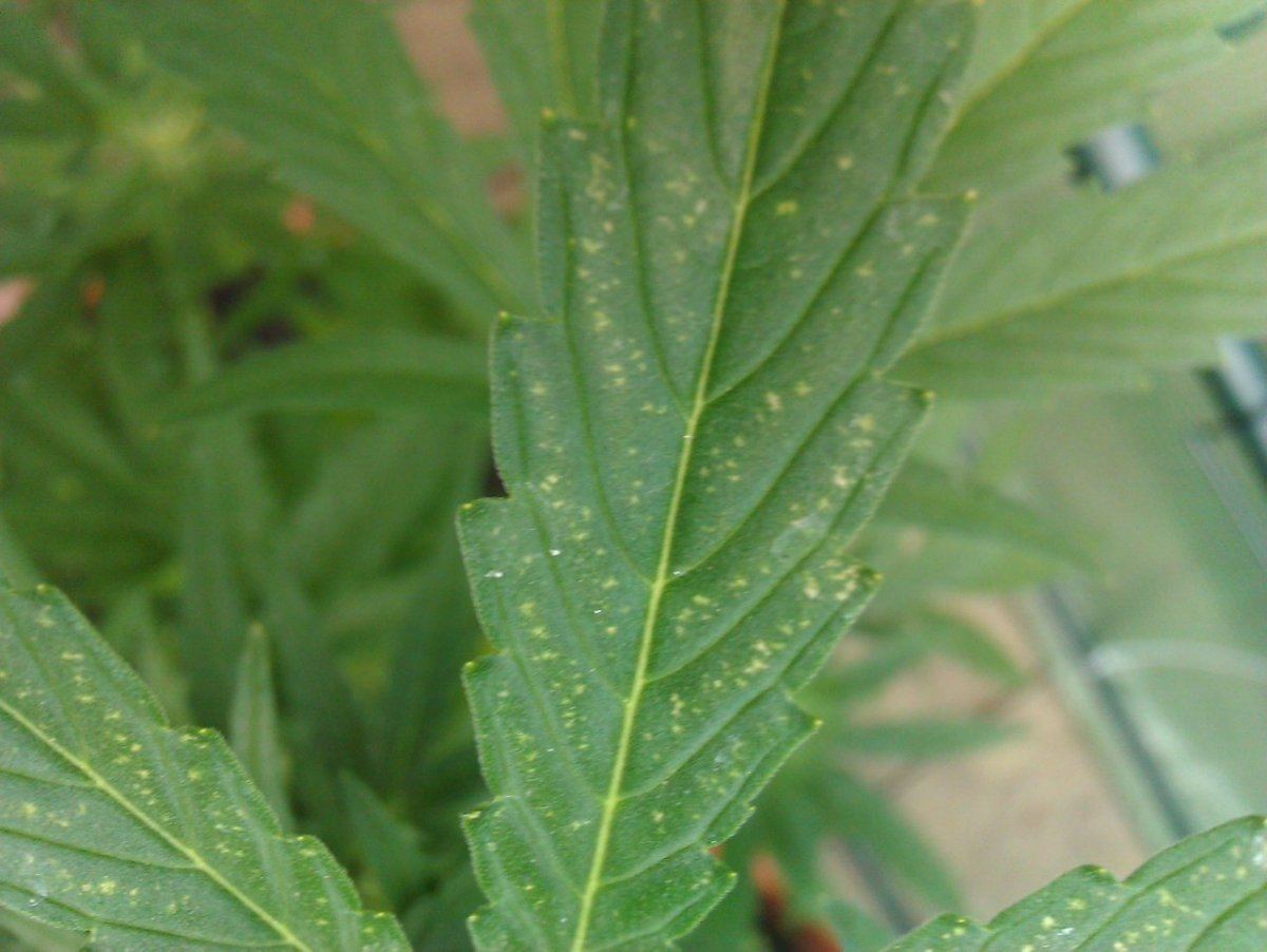 Diagnosis help 10