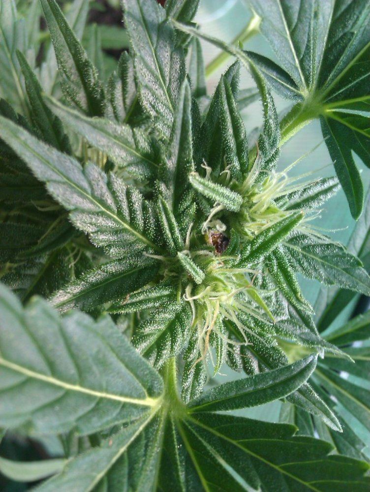 Diagnosis help 11