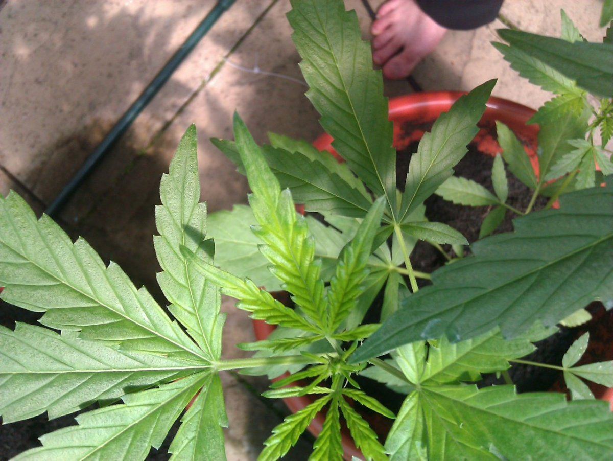 Diagnosis help 4