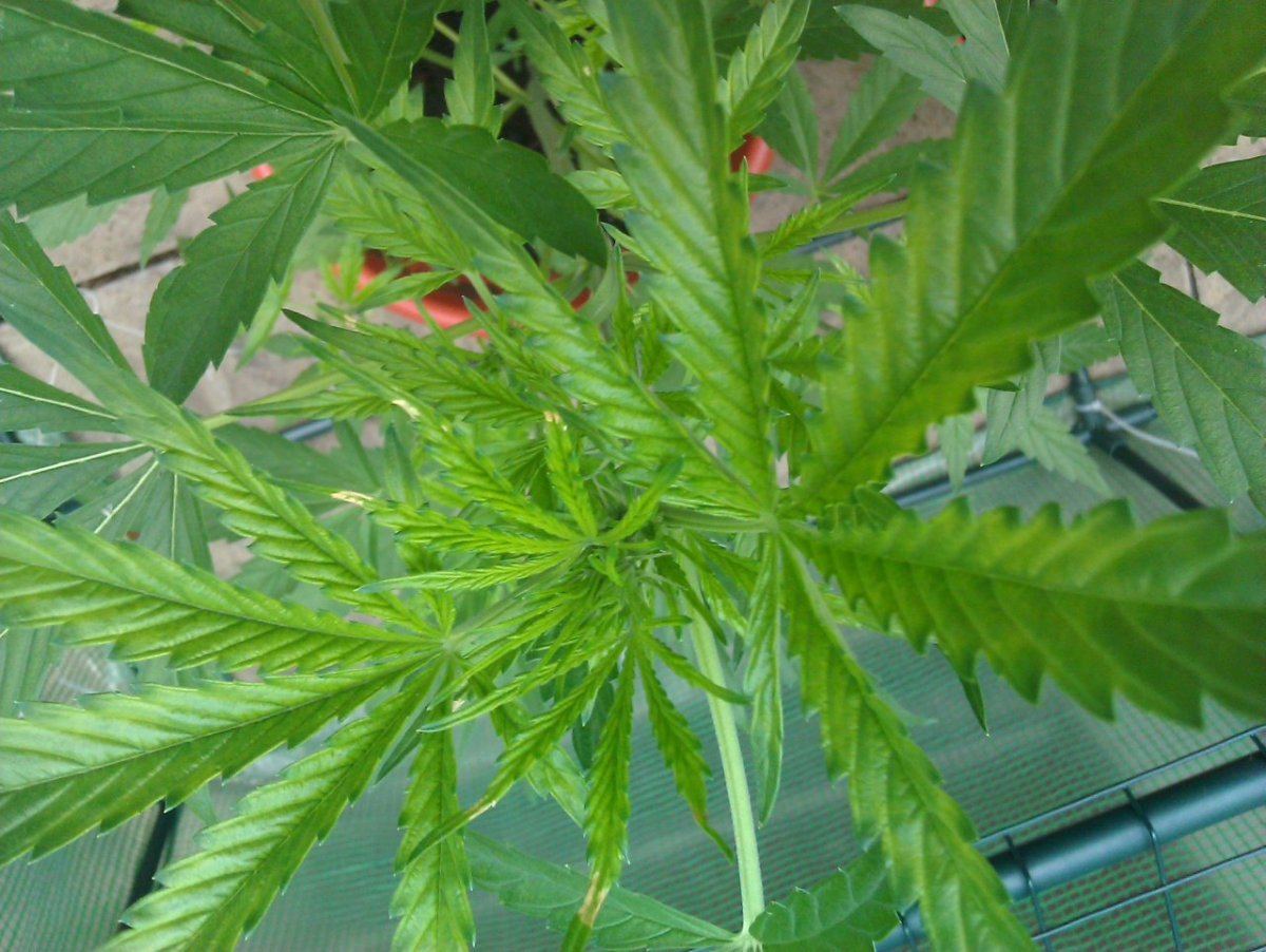 Diagnosis help 5