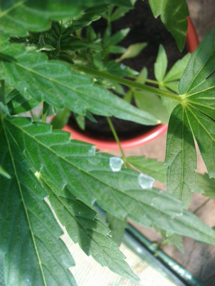 Diagnosis help 6