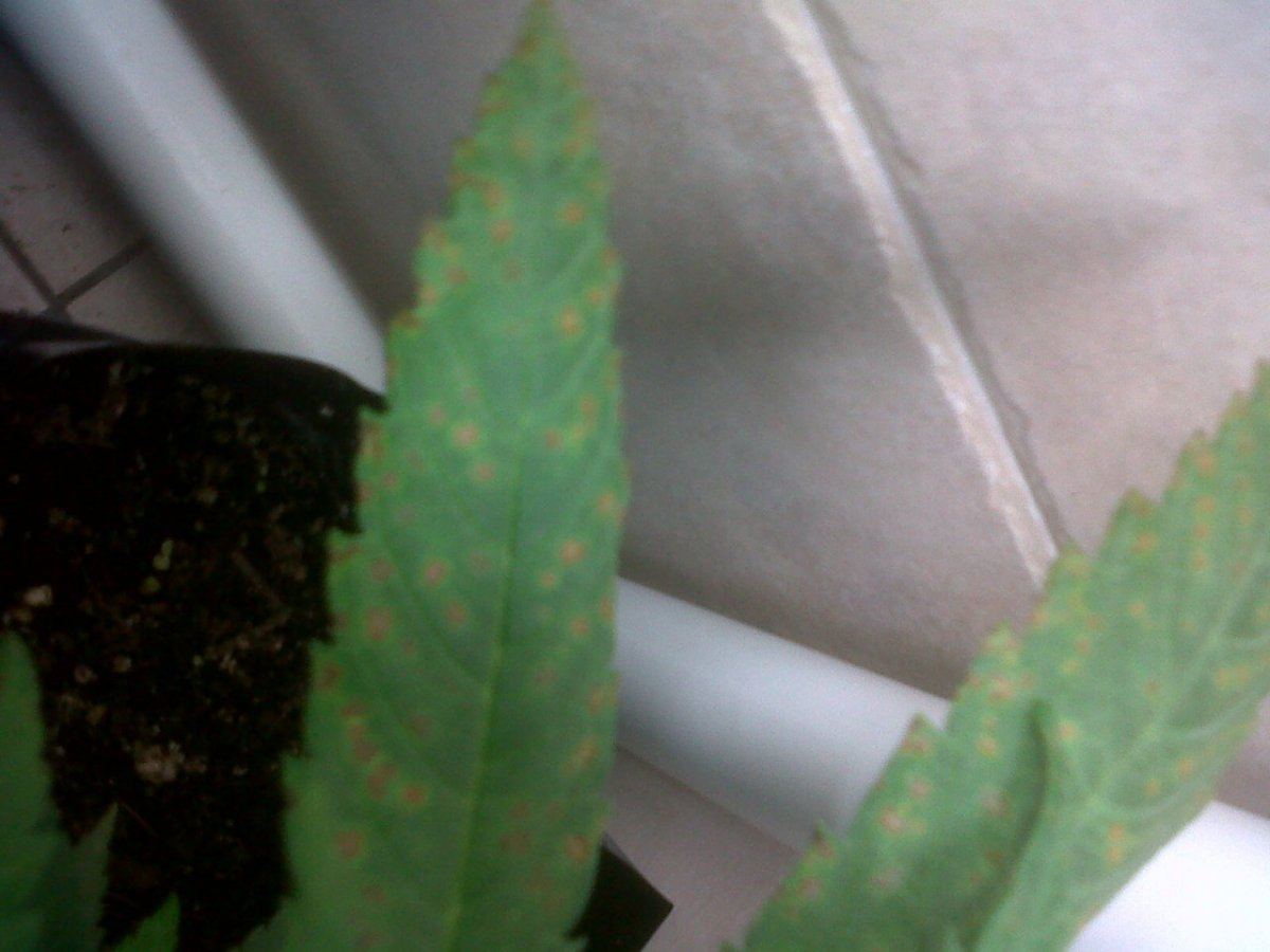 Diagnosis needed please 3